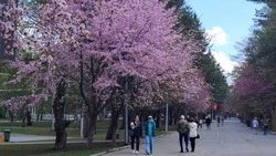 Всплеск аллергии на Сахалине пришелся на вторую половину апреля 