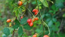 Лучший источник витамина C: купите его в любом супермаркете и заварите чай            