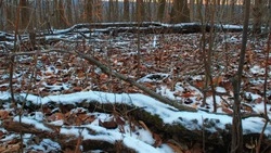 Зима все ближе: синоптики рассказали о погоде в Сахалинской области в пятницу, 8 ноября 