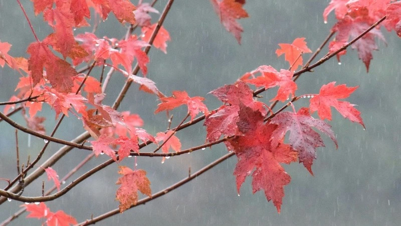 Сильный дождь и штормовой ветер: погода на Сахалине и Курилах 24 октября 